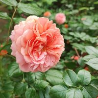 ,,, :: Сергей Тимоновский