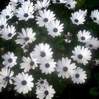 Цветы лета :: Елена Семигина Цветы лета :: Елена Семигина