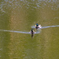 Селезни на озере :: Александр Синдерёв
