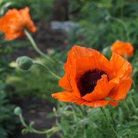 Маки :: Наталия Григорьева