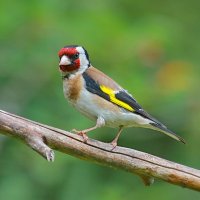 щегол :: Andrey Bragin 