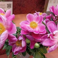 Выставка пионов в ГУМе :: Татьяна Тюменка