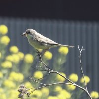 Серая славка :: Зоя Мишина