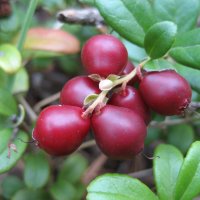 Брусника :: Anna Ivanova Брусника :: Anna Ivanova