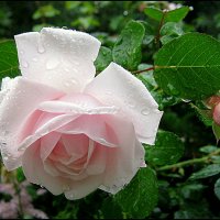 ПОСЛЕ ДОЖДЯ.... :: Татьяна Касьяненко