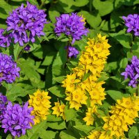 Красота у дома - вербейник и колокольчик сборный :: Светлана 