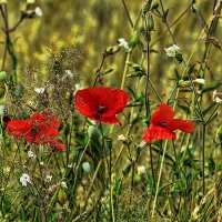Маки :: Андроник Александр 