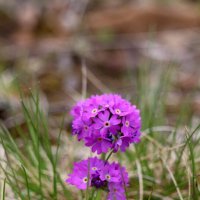 Горные цветы :: Александр Кондаков