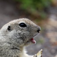 Суслик горный... :: Александр Кондаков