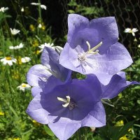 Колокольчики :: Freddy 97