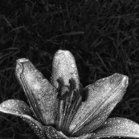 Чëрно-белое восприятие :: Леонид Абросимов