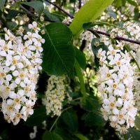 Черёмуха. :: Лия ☼ Черёмуха. :: Лия ☼