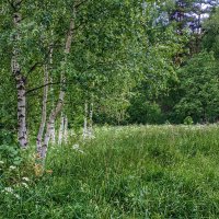 берёзовый луг :: Валентина. .