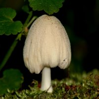 Навозник домашний (Coprinellus domesticus) :: Сергей Владимирович Егоров