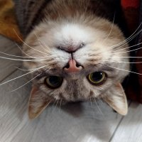 Игривая мордочка :: светлана льдокова