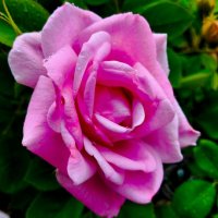 Задождило... :: Галина Бобкина