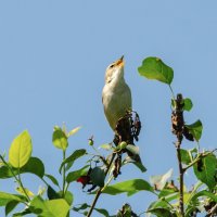 Лейся песня по просторам. :: Виктор Иванович Чернюк Лейся песня по просторам. :: Виктор Иванович Чернюк