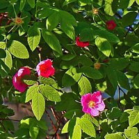 Июнь...Шиповниковые огоньки! :: Владимир 