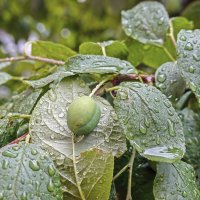 Дождливо :: Валерий Иванович