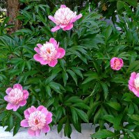 Цветение пионов. :: сергей ермошкин