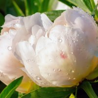 пиончики :: Виталий Емельянов