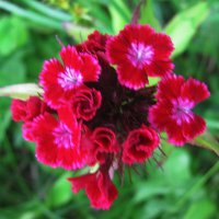 Яркая гвоздика :: Людмила Смородинская