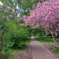 еще раз про весну :: ИРЭН@ .