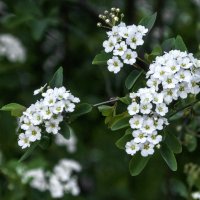 Спирея Вангутта :: Валентин Семчишин