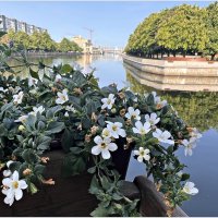 Июнь. Городские цветы. :: Валерия Комова