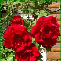 Царица сада. :: Ольга Довженко