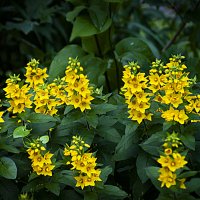 Летнее :: Владимир Кроливец Летнее :: Владимир Кроливец