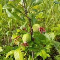 Айва :: Сергей Лындин Айва :: Сергей Лындин