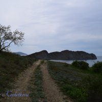 Природа Крыма :: Amazing Cosmea