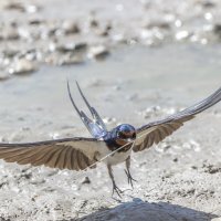 ласточка деревенская :: юрий макаров ласточка деревенская :: юрий макаров