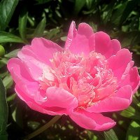 Пион :: Елена Семигина Пион :: Елена Семигина