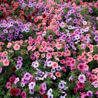 Ковёр из петунии :: Liudmila LLF