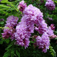 Цветет Акация :: Рита Симонова