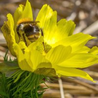 Краски лета. Шмель на цветке Адонис Весенний (Горицвет). :: Алексей Трухин