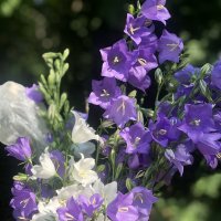 ☀️ :: Анна Камс