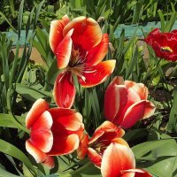 Тюльпаны :: Freddy 97