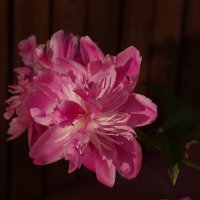 Розовый пион :: Сергей Швечков