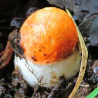 Крошечный подосиновик :: Андрей Снегерёв