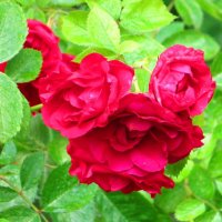 Соцветие роз :: Андрей Снегерёв Соцветие роз :: Андрей Снегерёв