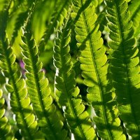 солнечный день :: Ирина Лесиканич