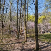 В весеннем парке... :: Владимир Жданов