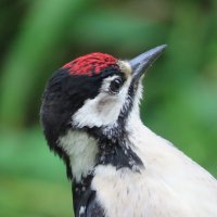 Слеток БПД :: Ольга Митрофанова Слеток БПД :: Ольга Митрофанова