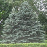 Наши ели голубые :: Дмитрий Никитин