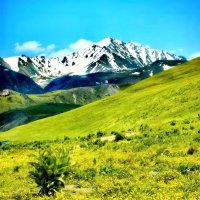 Лютики в цвету. КБР. Поляна Эммануэля. :: Светлана 13.06.