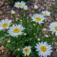 ромашки :: Александр Леонов ромашки :: Александр Леонов