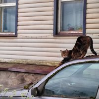 Кот обормот )) :: Денис Бочкарёв